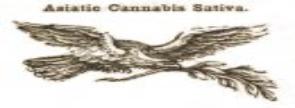 ALL YOUR antique cannabis info